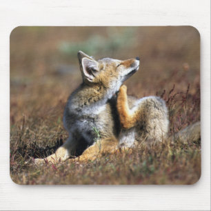 Mousepad Fox Cinza no Parque Nacional Torres Del Paine