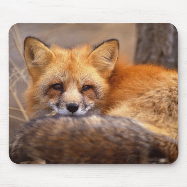 Mousepad Fox vermelho (Frente)