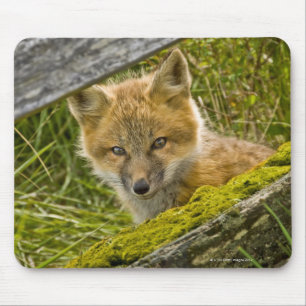 Mousepad Fox vermelho novo que olha através da cerca em Sa