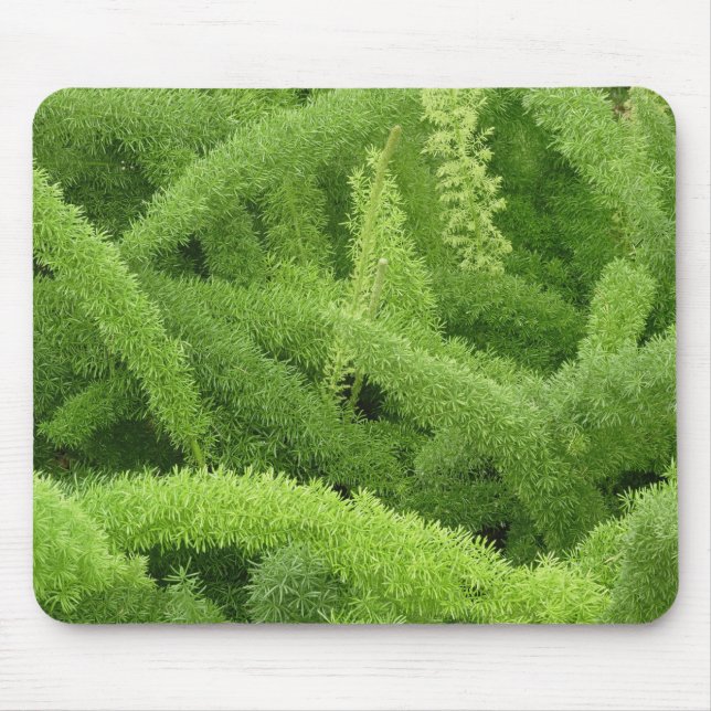 Mousepad Foxtail Fern, Asparagus densiflorus myers (Frente)