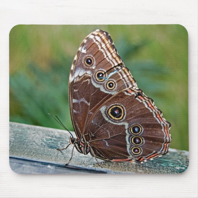 Mousepad Fragile Beauty (Frente)