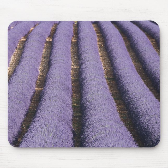Mousepad França, Provença. Fileiras de lavanda em flor. 2 (Frente)