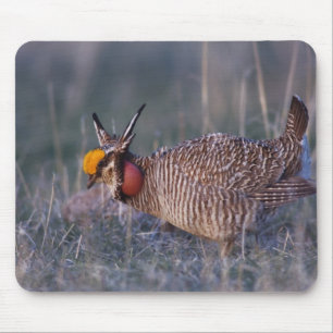 Mousepad Frango-da-pradaria-pequeno, Tympanuchus