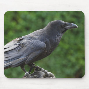 Mousepad Frequentes