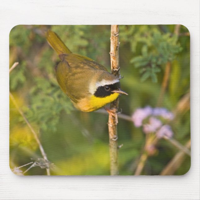 Mousepad Frequentes Yellowthroat Geothlypis trichas), macho (Frente)