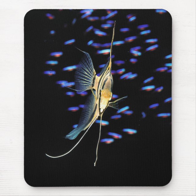 Mousepad Freshwater Angelfish + Cardinal Tetras (Frente)