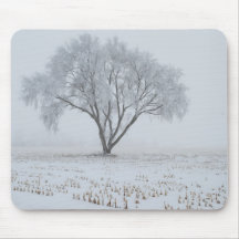 Frost sobre uma árvore Solitário