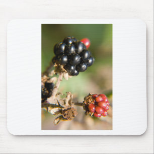 Mousepad Frutas do Outono
