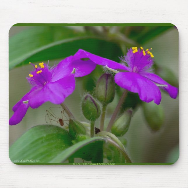 Mousepad Fuchsia Spiderwort Gêmeos de flor selvagem present (Frente)