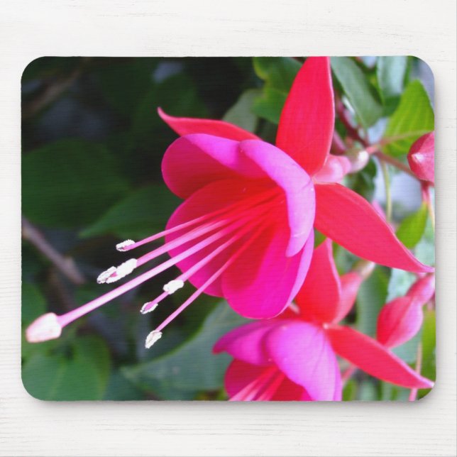 Mousepad fúcsia (Frente)