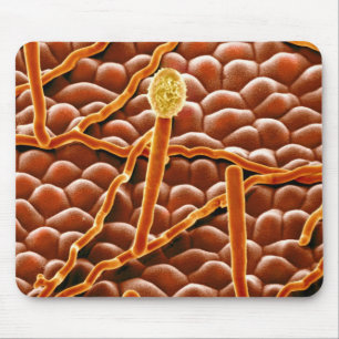 Mousepad Fungo do oídio pulverulento na poinsétia