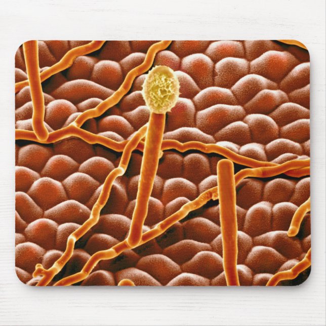 Mousepad Fungo do oídio pulverulento na poinsétia (Frente)