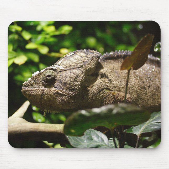 Mousepad Furcifer oustaleti (Frente)