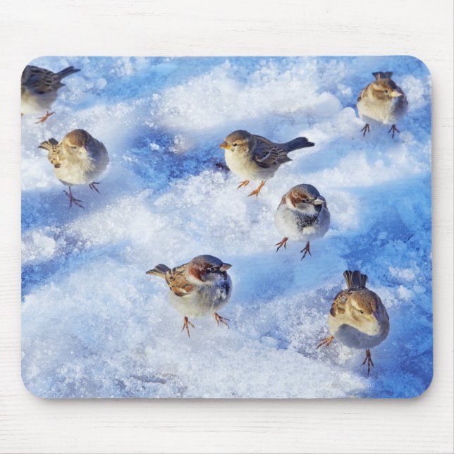 Mousepad Gado da Casa Sparrows 'Passer domesticus' ligado (Frente)