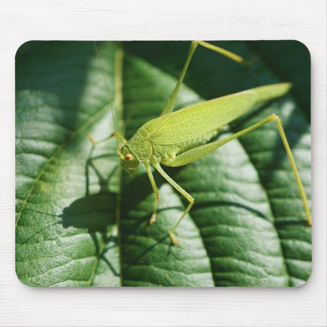Mousepad gafanhoto, inseto, besouro, inseto (Frente)