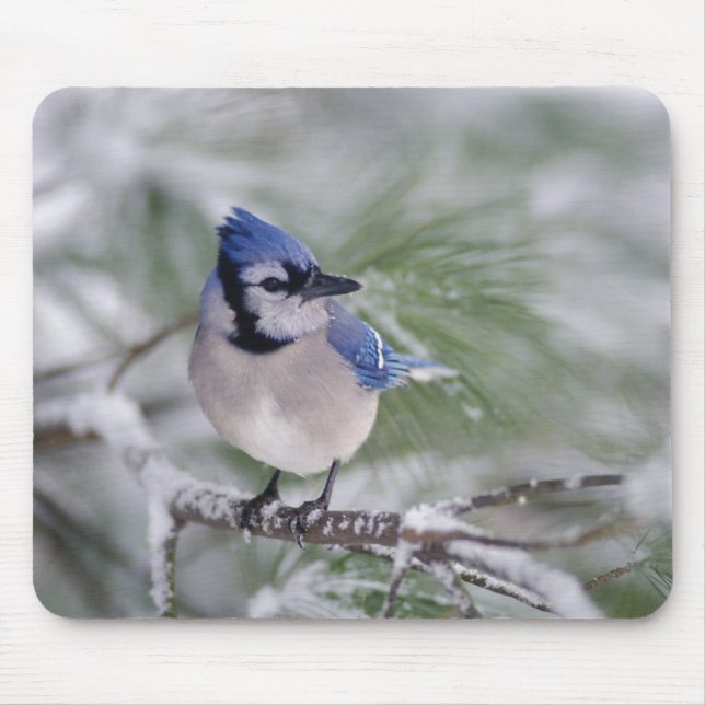 Mousepad Gaio-azul, Cyanocitta cristata (Frente)