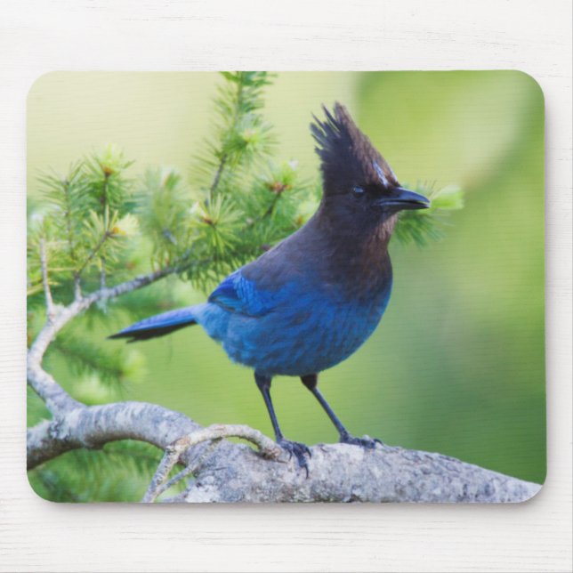Mousepad Gaio-de-steller (Frente)