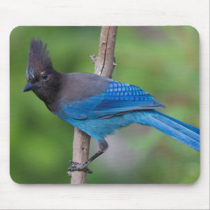 Mousepad Gaio-de-steller 1