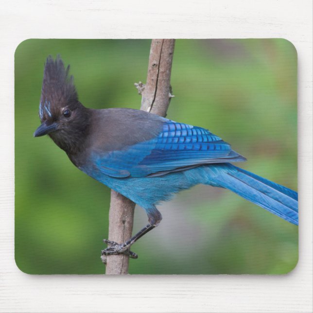 Mousepad Gaio-de-steller 1 (Frente)