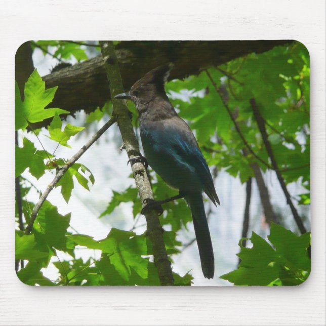 Mousepad Gaio-de-steller no Parque Nacional de Yosemite (Frente)
