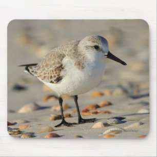 Mousepad Gaiteiro e Seashells da areia