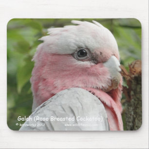 Mousepad Galah (Cockatoo cor-de-rosa de Breasted)