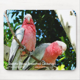 Mousepad Galahs (Cockatoo cor-de-rosa de Breasted)
