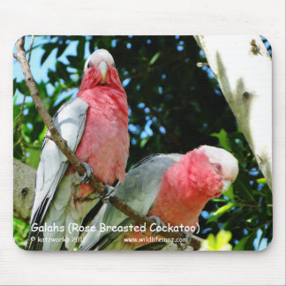 Mousepad Galahs (Cockatoo cor-de-rosa de Breasted)
