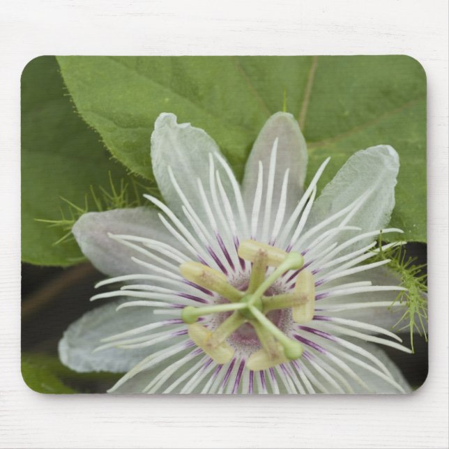 Mousepad Galápagos Flor Passiflora foetida (Frente)
