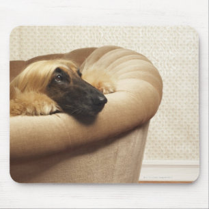Mousepad Galgo afegão que encontra-se no sofá