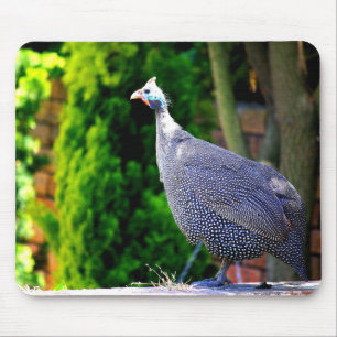 Mousepad Galinha-do-mato protegido com capacete azul que