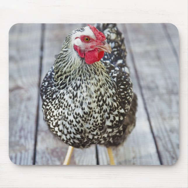 Mousepad Galinha no convés de madeira, Prata Lacrada Wyando (Frente)
