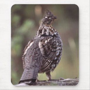 Mousepad Galo silvestre