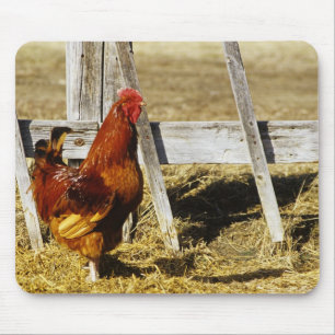 Mousepad Galo Vermelho de Rhode Island