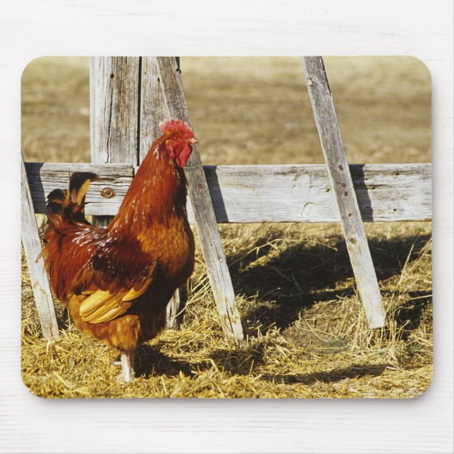 Mousepad Galo Vermelho de Rhode Island (Frente)