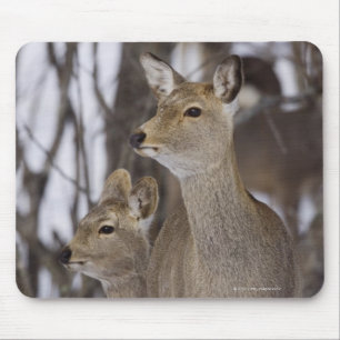 Mousepad Gama dos cervos de Sika e novo, Hokkaido, Japão