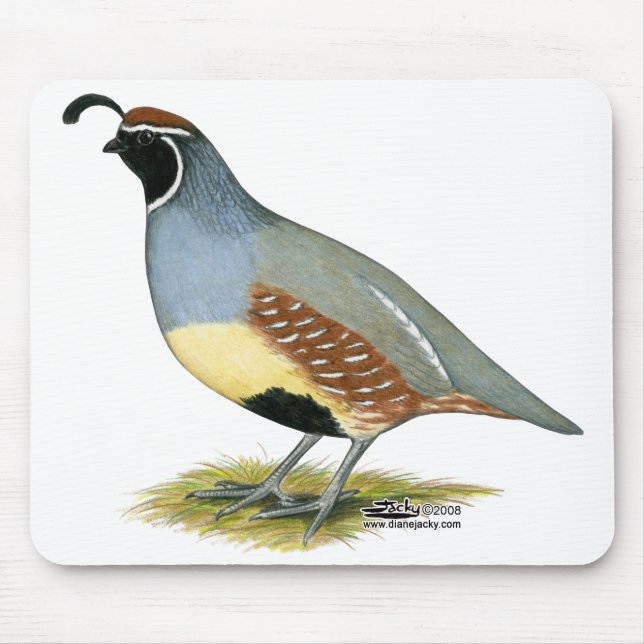 Mousepad Gambel's Desert Quail (Frente)