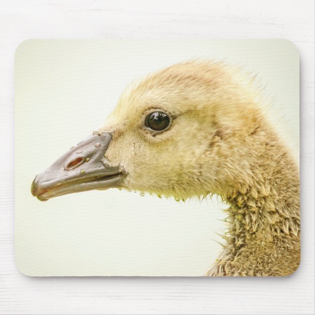 Mousepad Ganso canadense (Gosling) (Frente)