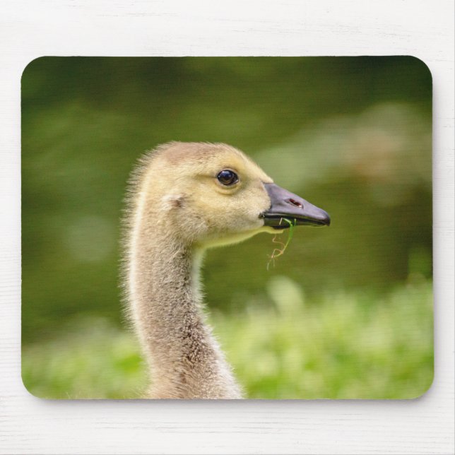 Mousepad Ganso canadense (Gosling) (Frente)