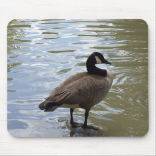 Mousepad Ganso de Canadá na rocha