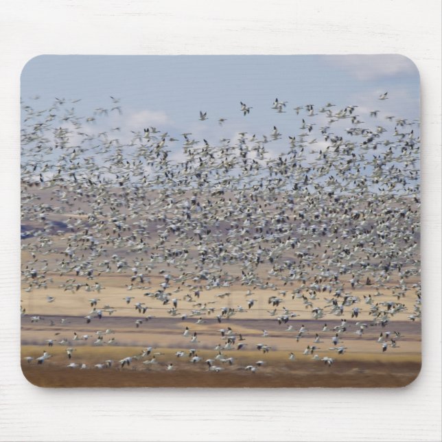 Mousepad Gansos da neve durante a migração da primavera (Frente)