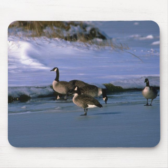 Mousepad Gansos de Canadá, estando no gelo (Frente)