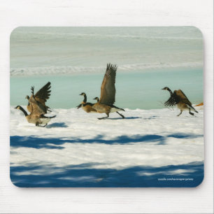 Mousepad Gansos de Canadá & foto de combate dos animais