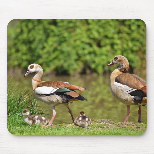 Mousepad Gansos e pintinhos egípcios (Frente)