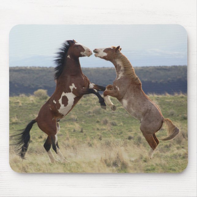 Mousepad Garanhões Lutando, Montanhas Steens, Oregon (Frente)