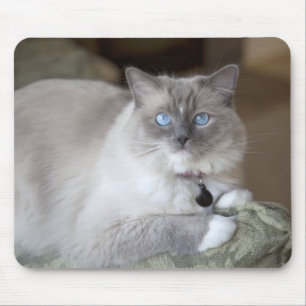 Mousepad Gata Ragdoll fêmea
