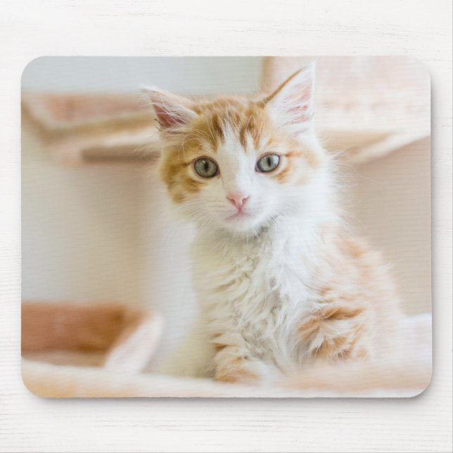 Mousepad Gatinho alaranjado & branco (Frente)