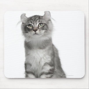 Mousepad Gatinho americano da onda (3 meses velho)