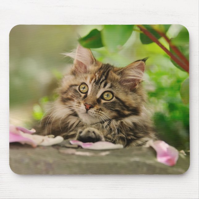Mousepad Gatinho bonito do racum de Maine (Frente)
