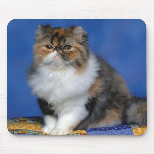 Mousepad Gatinho bonito M003 do gato (Frente)